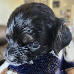 Isabella - Black white and tan female Cocker Spaniel puppy in Westminster, South Carolina from Hartwell Cocker Spaniel Kennel