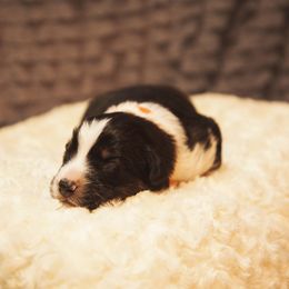 German Shepherd and Miniature American Shepherd Puppies from Sonnenhügel Shepherds