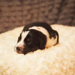 German Shepherd and Miniature American Shepherd Puppies from Sonnenhügel Shepherds