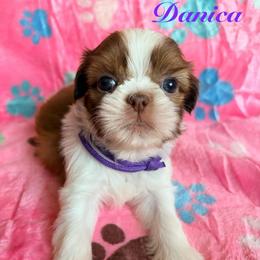 Danica - Liver and white female Shih Tzu puppy in Hemet, California from Aloha Shih Tzu