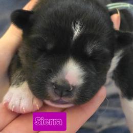 Girl 2 - Agouti and white female Siberian Husky puppy in Meridian, Mississippi from JJ's Huskies