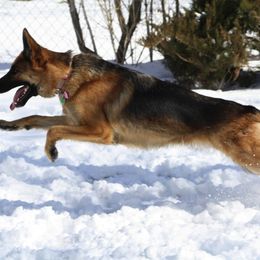 German Shepherd All Grown Up from Vom Harmon Haus German Shepherds