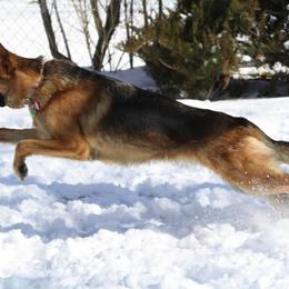 German Shepherd All Grown Up from Vom Harmon Haus German Shepherds