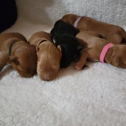 Maltipoo Puppies from Snow Pond Farm