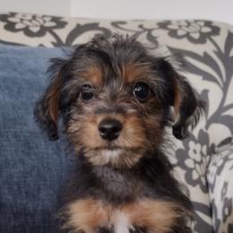 Boston Terriers, Cockapoos, and Yorkipoos from Little Paws
