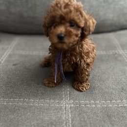 Purple - Red  female Poodle puppy in Bakersfield, California from Underground kennels