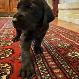 Labrador Retriever Puppies from Sleepy Hound Farm