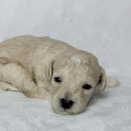 Luna - Cream female Poodle puppy in Cartersville, Georgia from Little Legacy Puppies