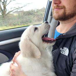 Golden Retriever Puppies from Dandelion Meadows Farm