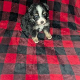 Eloise - Black tri female Toy Australian Shepherd puppy in Lakeland, Florida from Under the Oak Aussies