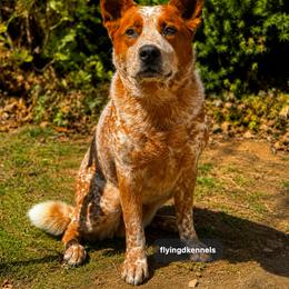 Blaze - Red mottled male Australian Cattle Dog puppy in Fairview, Oklahoma from Flying D Kennels