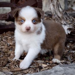 Cupid - Red merle male Miniature Australian Shepherd puppy in Evant, Texas from Lazy VT Bar Ranch