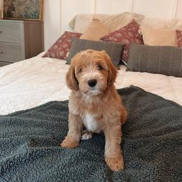 Goldendoodle Puppies from Peach and Honey Doodles