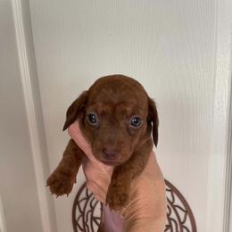 Girl 2 - female Dachshund puppy in Spring Hill, Florida from Adorable Doxxies