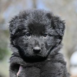 Ilara - Black female German Shepherd puppy in Nacogdoches, Texas from Vom Hausgladfel