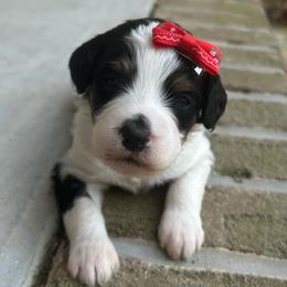 Lovebug - Tri-color female Bernedoodle puppy in Camden, North Carolina from Oopsie Doodles of NC