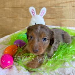 Dachshund Puppies from Shiloh Ridge Dachshunds