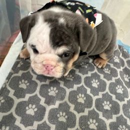 Scar face - Blue tri-color male Bulldog puppy in Alexandria, Virginia from Stacey D’s Bulldogs