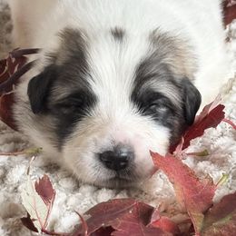 Jasmine - White and badger female Great Pyrenees puppy in Tioga, Pennsylvania from Davis Pyrs of the Northern Tier