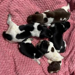 Jed - Liver and white male German Shorthaired Pointer puppy in Axton, Virginia from Red Clay Kennels