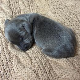 Silver - Gray (blue) male Dachshund puppy in Washburn, Tennessee from Broken Arrow Miniature Dachshunds