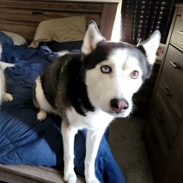 Zuko - Siberian Husky