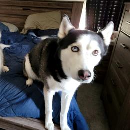 Zuko - Siberian Husky