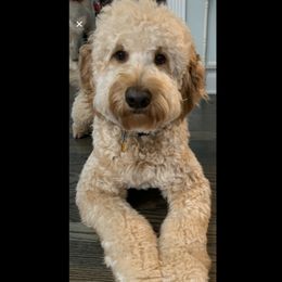 Chase - Goldendoodle