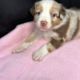 Australian Shepherd Puppies from Copper Top Aussies