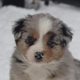 Border Collie, English Setter, and Miniature American Shepherd Puppies from First Harmony Farms