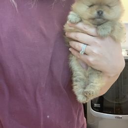 Pomeranian Puppies from Halo Poms