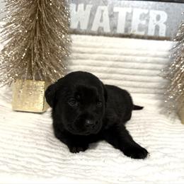 Black Boy -1 - Black male Labrador Retriever puppy in Angola, Indiana from Reniers Labrador Retrievers