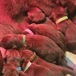 Boy 10 - Chocolate male Labrador Retriever puppy in Helena, Montana from Whistling Wings Retrievers, LLC.