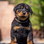 Brown Boy - Black and rust male Beauceron puppy in Henderson, Nevada from Joie de Vie Beaucerons