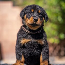 Brown Boy - Black and rust male Beauceron puppy in Henderson, Nevada from Joie de Vie Beaucerons