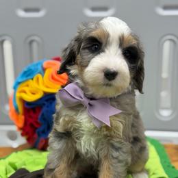 Ellie - Tri-color female Bernedoodle puppy in Yuciapa, California from AlltheDoodlez_