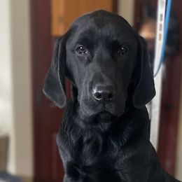 Girl 2 - Black Labrador Retriever puppy in Selah, Washington from Lab Dogs R Us