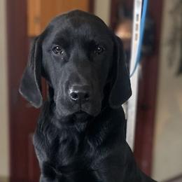 Girl 2 - Black Labrador Retriever puppy in Selah, Washington from Lab Dogs R Us