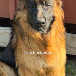 Buddy - Black and red male German Shepherd puppy in Twin Lake, Michigan from Drago Team ~ Michigan K9