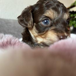 Sirius - Chocolate and tan male Yorkshire Terrier puppy in Denair, California from YorkieVillaPaws