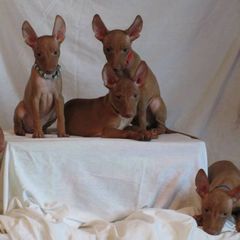 Cirneco dell’Etna Puppies from d'Lea Cirnechi