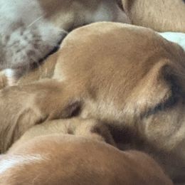 Basset Hounds from Fawn's Bassetts