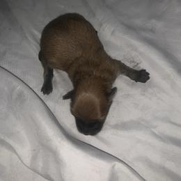 Boy 1 - Orange sable male Pomeranian puppy in Gotha, Florida from Jazzi’s Poms