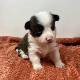 Cosmo (brindle) - Brindle and white male American Corgi puppy in Waco, Texas from The Comma Corgis