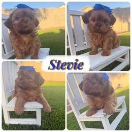 Stevie - Red male Shih Tzu puppy in Coolidge, Arizona from Shih Tzu’s  ‘N’ Love