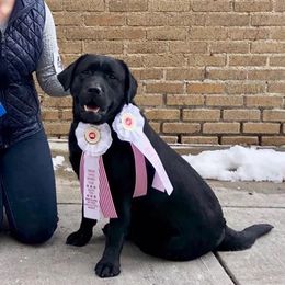Etta - Labrador Retriever