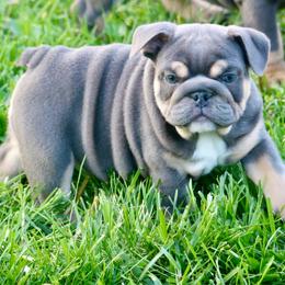 Rose - Blue tri-color female Bulldog puppy in Zionsville, Indiana from Midwest Bulldogs
