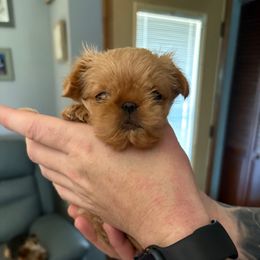 May - Red female Brussels Griffon puppy in Ogden, Utah from Shelly's Brussels Griffons
