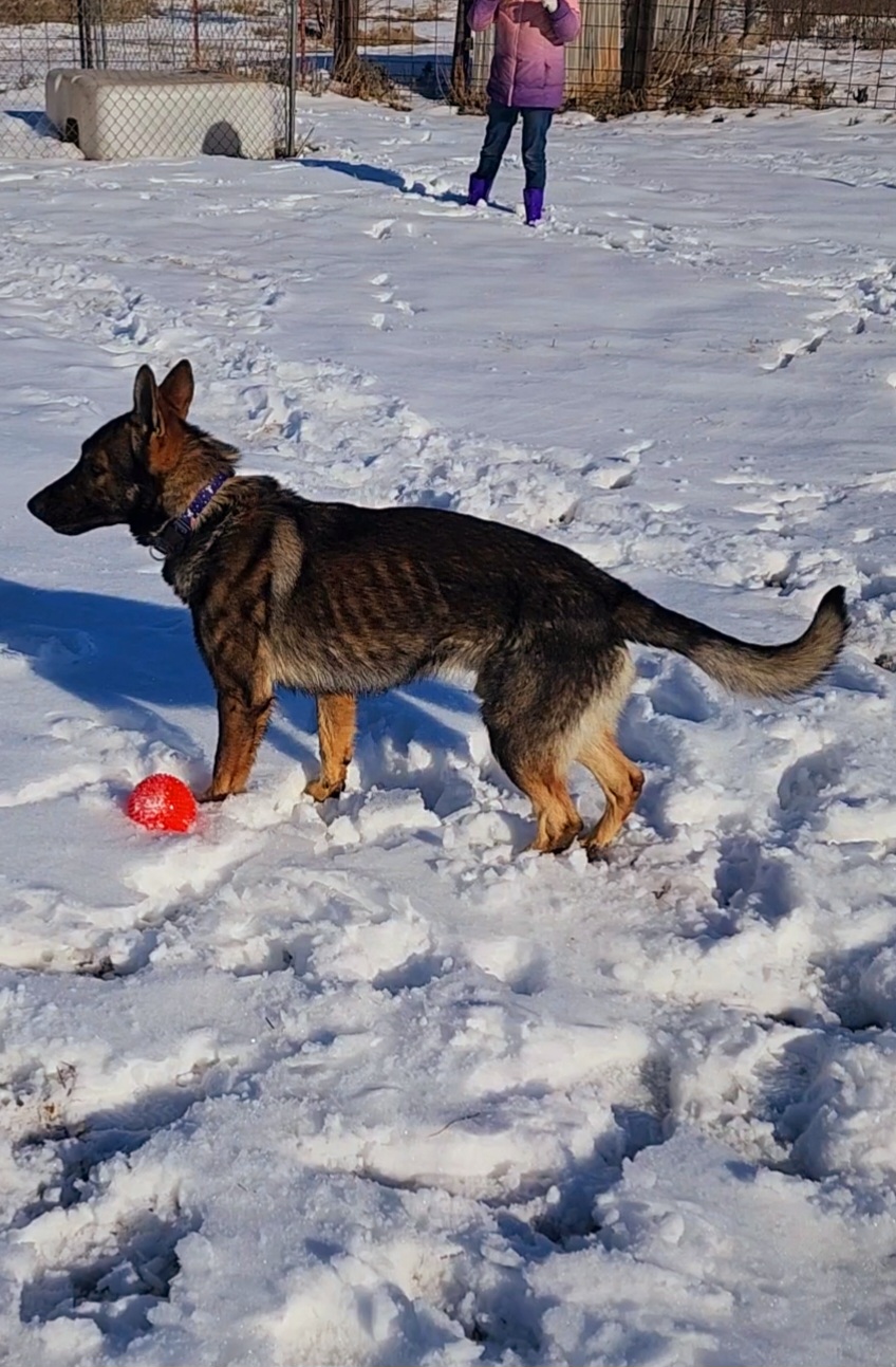 German Shepherd and Pembroke Welsh Corgi Puppies from Tiny Titans K9