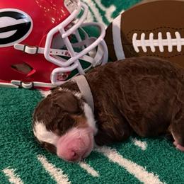 Dooley - Tri-color male Bernedoodle puppy in North Carolina from Beckley's Bernedoodles-Muddy Paws Doodle Farm NC LLC